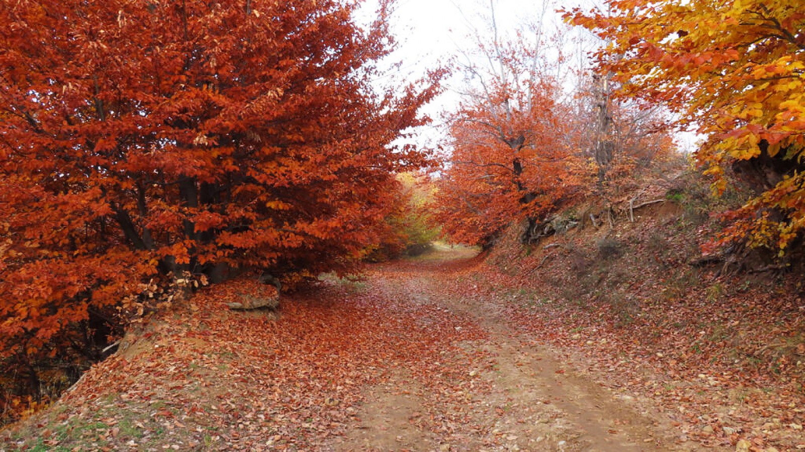 Gravel Tour in the Wilderness of Romania