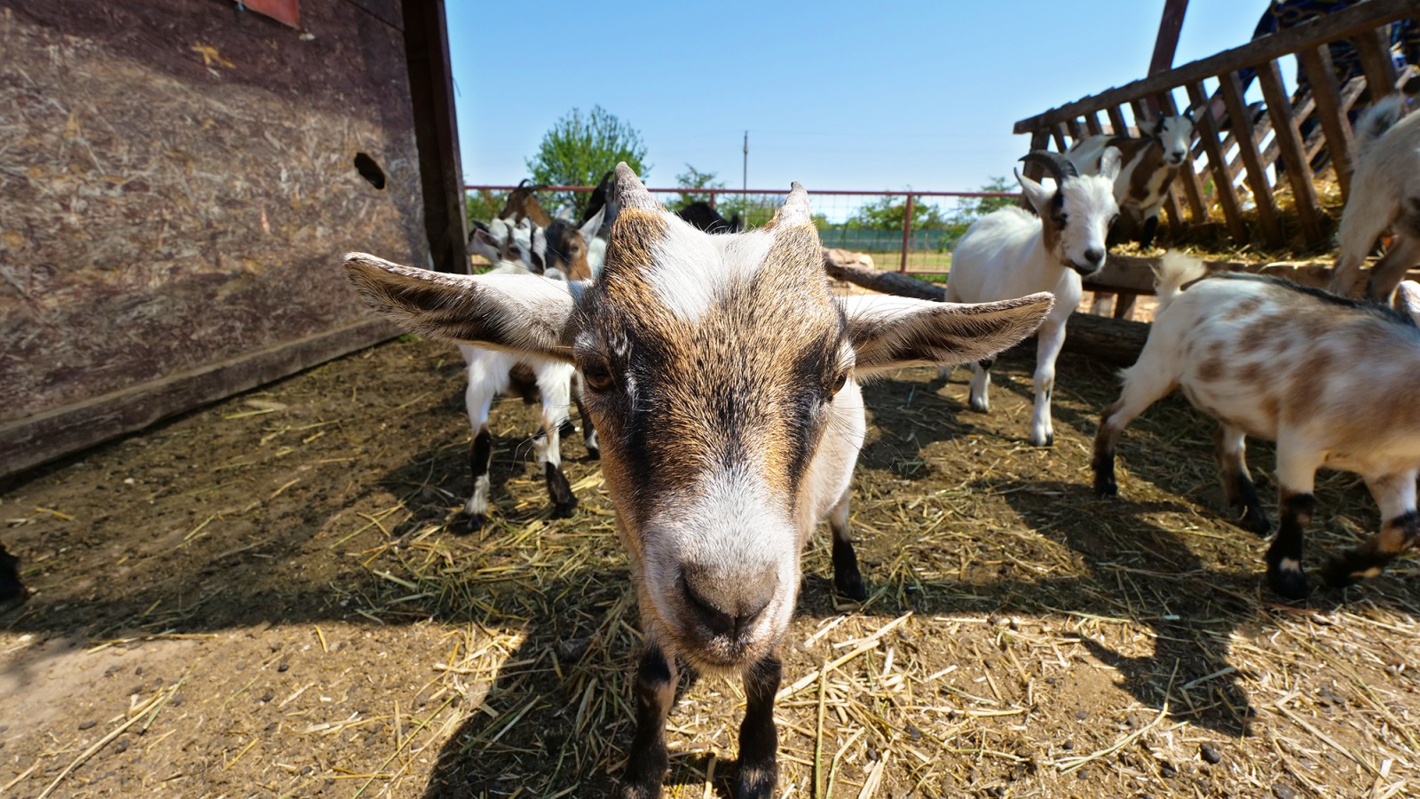 Ferma animalelor OGRADA VESELIEI