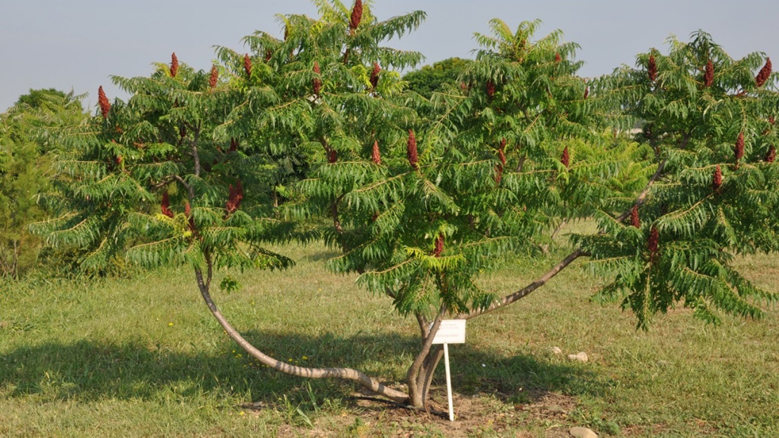 Gradina Botanica Bucov