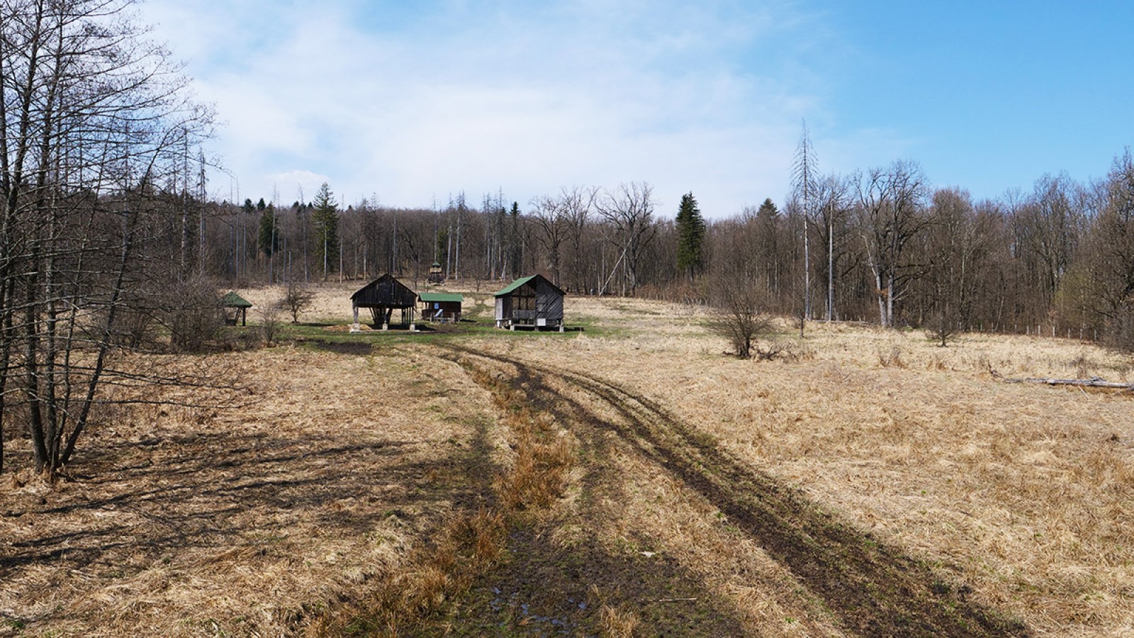 Photo safari cu zimbri in Tinutul Zimbrului