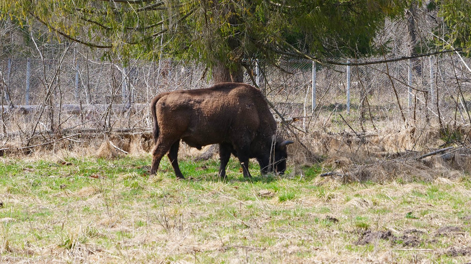 Photo safari cu zimbri in Tinutul Zimbrului